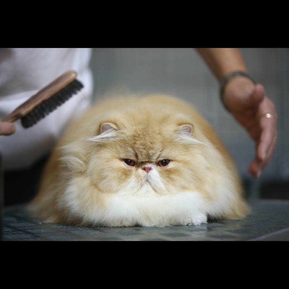 Meet your Posher, Floof